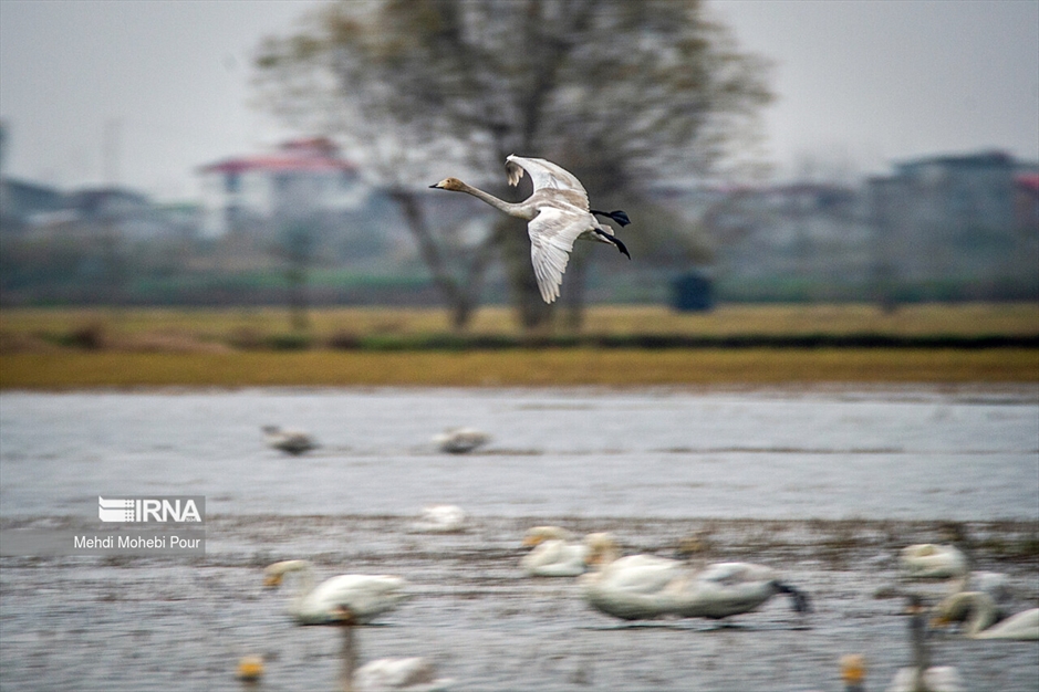 قوهای مهاجر در تالاب سرخ رود