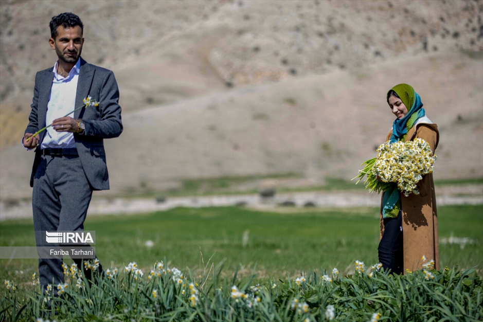 نذر گل نرگس