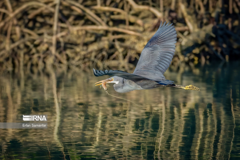 شکارچیان تالاب