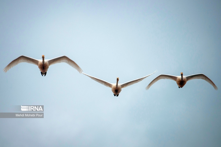 قوهای مهاجر در تالاب سرخ رود