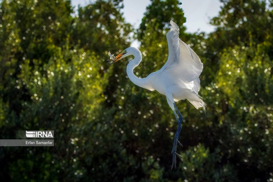 شکارچیان تالاب