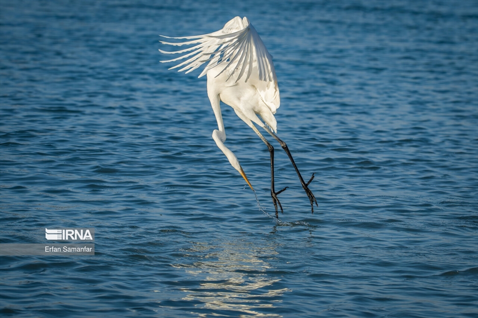 شکارچیان تالاب