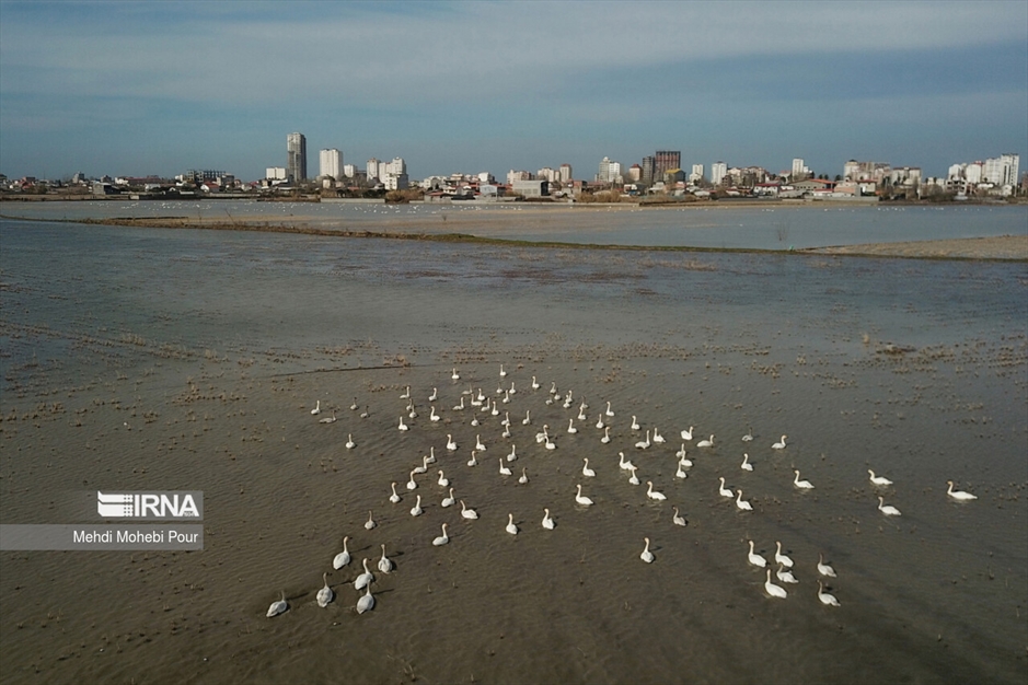 قوهای مهاجر در تالاب سرخ رود