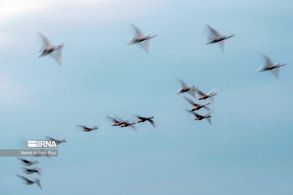 قوهای مهاجر در تالاب سرخ رود