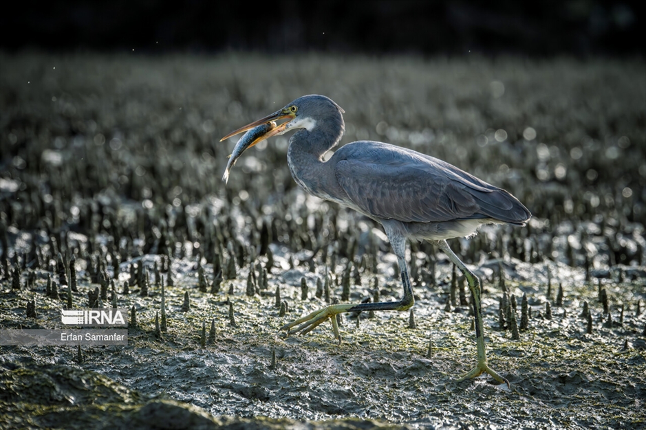شکارچیان تالاب