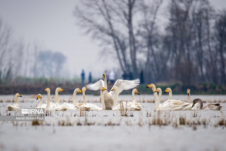 قوهای مهاجر در تالاب سرخ رود