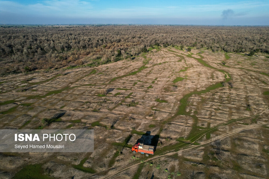 رهاسازی ۱۰ راس گوزن زرد ایرانی در پارک ملی دز