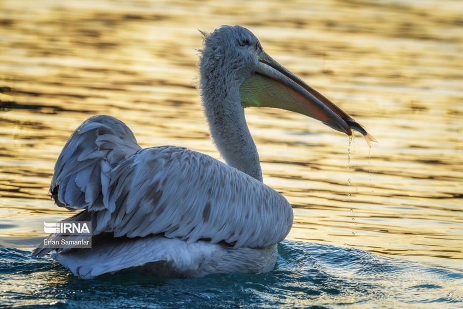 شکارچیان تالاب