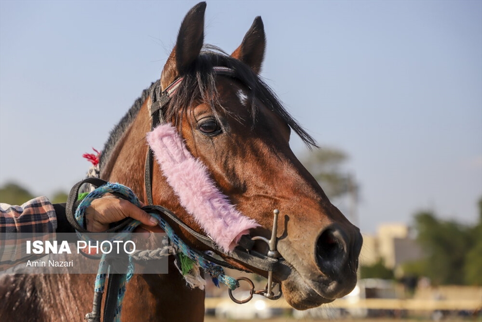 هفته اول مسابقات کورس اسبدوانی کشور در اهواز