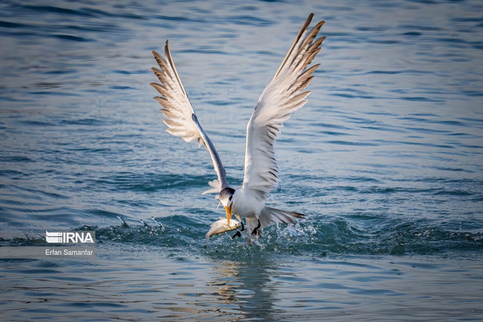 شکارچیان تالاب