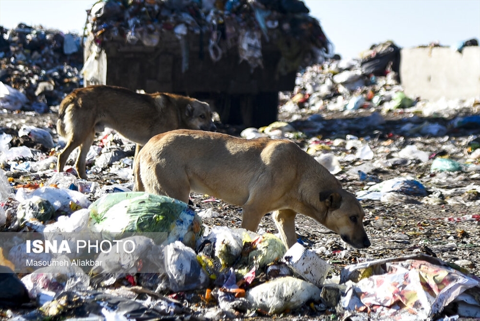 سایت دفع پسماند حلقه دره
