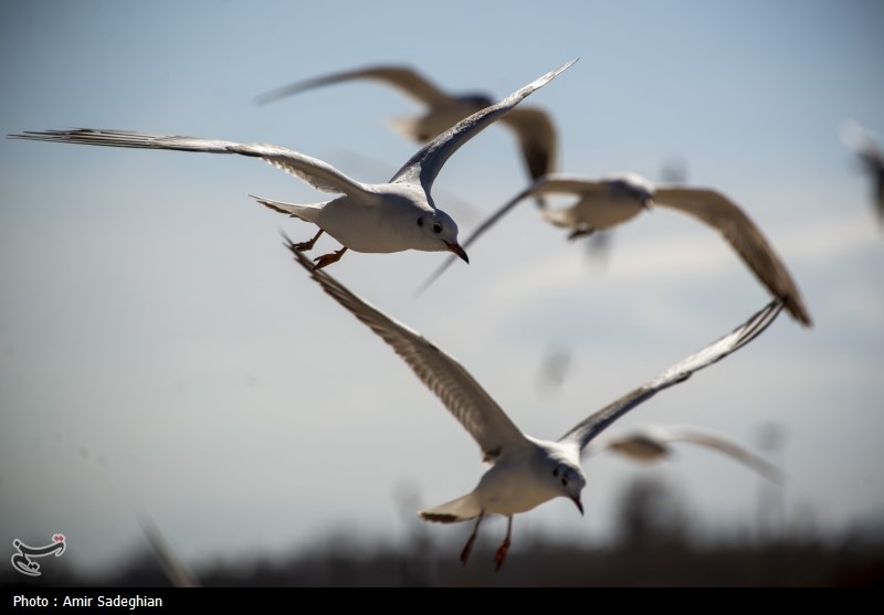 مرغان کاکایی در نهر اعظم شیراز