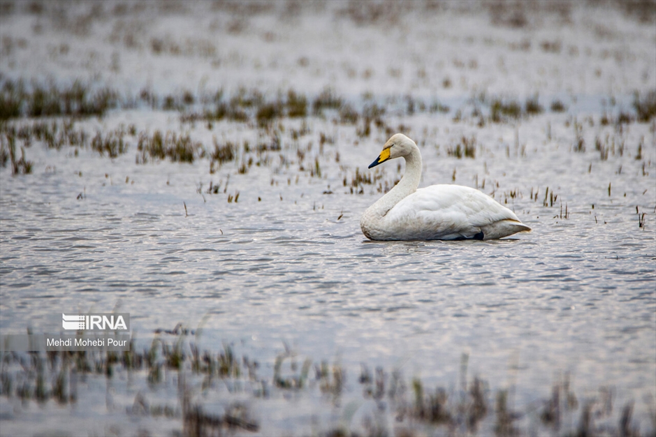 قوهای مهاجر در تالاب سرخ رود