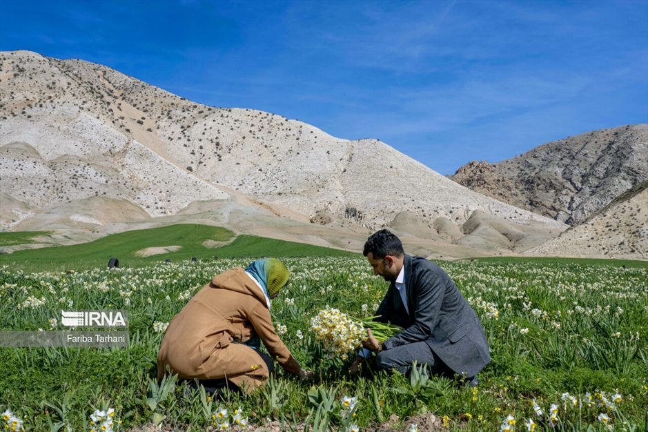 نذر گل نرگس