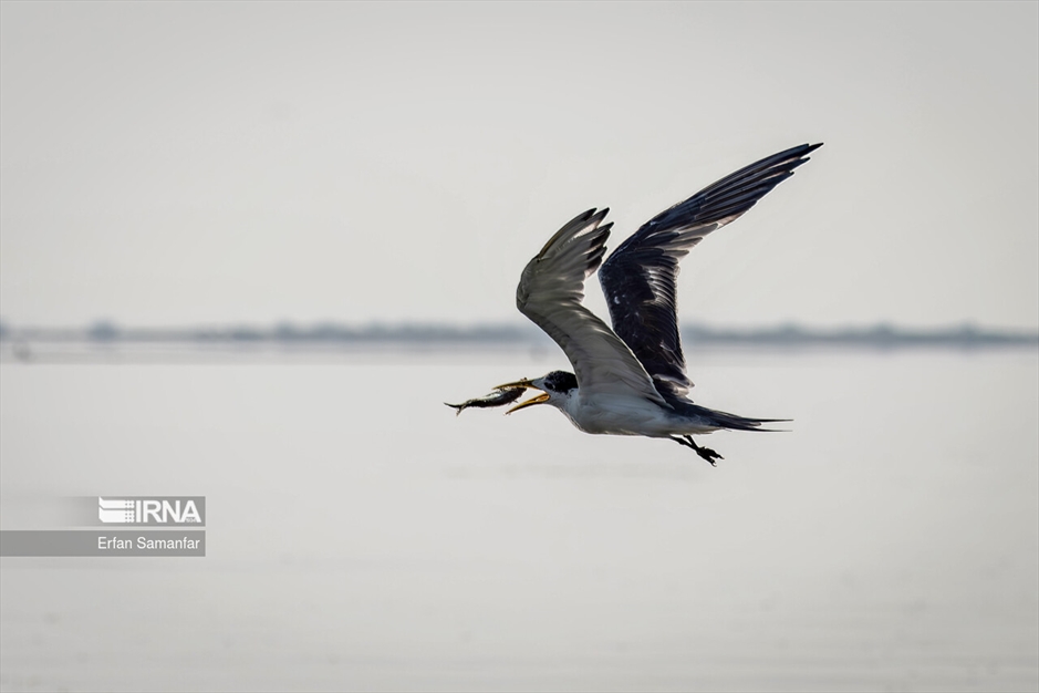 شکارچیان تالاب