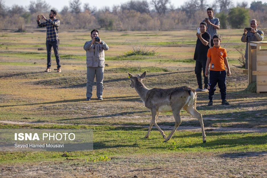 رهاسازی ۱۰ راس گوزن زرد ایرانی در پارک ملی دز