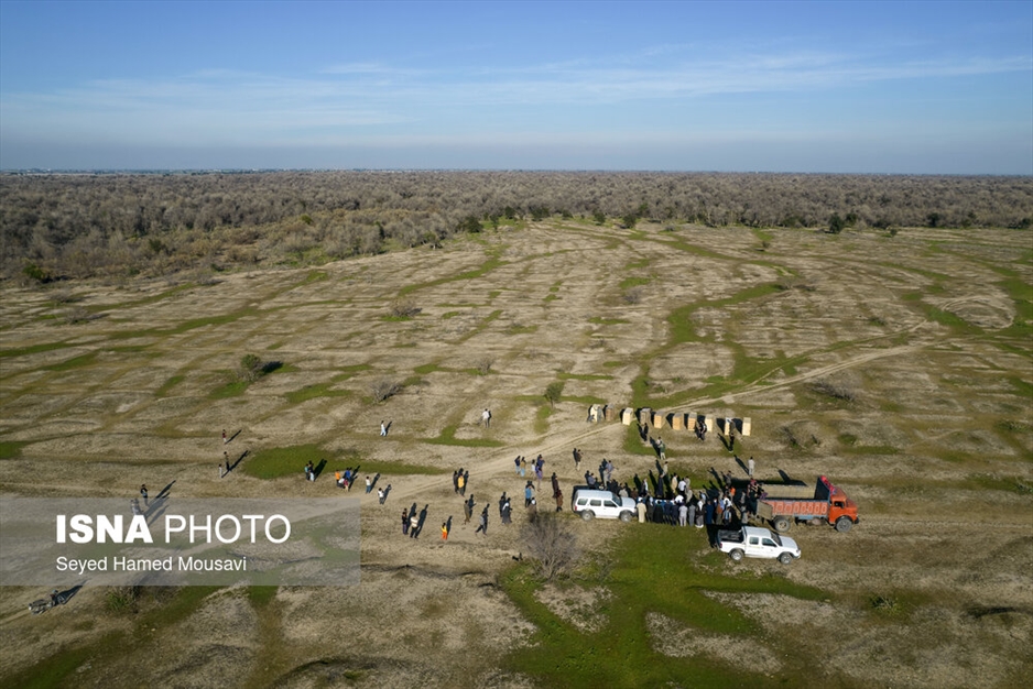 رهاسازی ۱۰ راس گوزن زرد ایرانی در پارک ملی دز