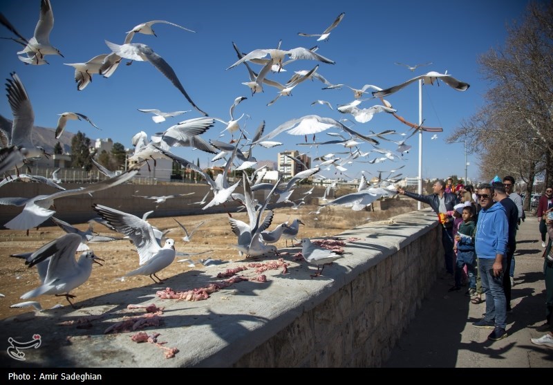 مرغان کاکایی در نهر اعظم شیراز