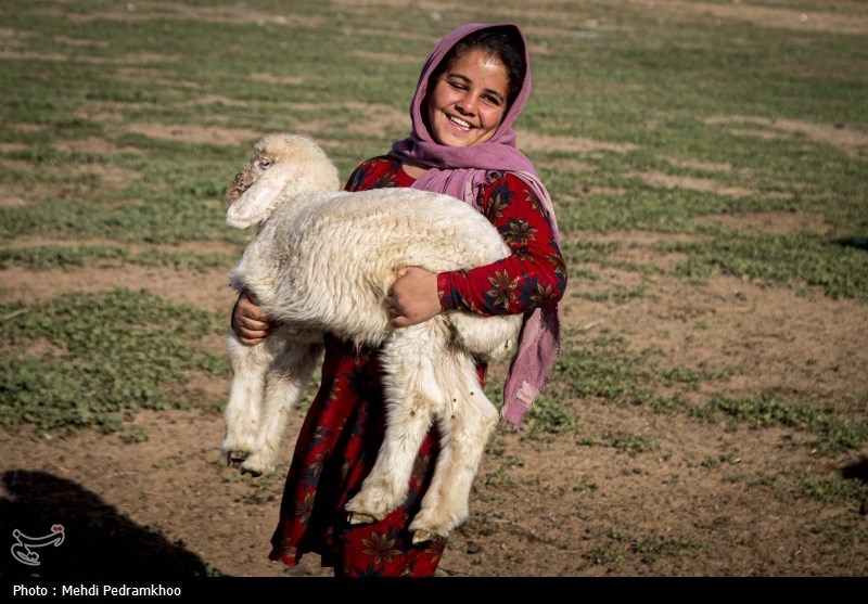 واکسیناسیون دام های عشایری -اهواز