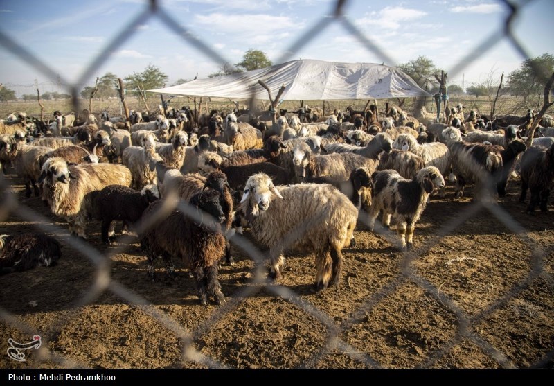 واکسیناسیون دام های عشایری -اهواز