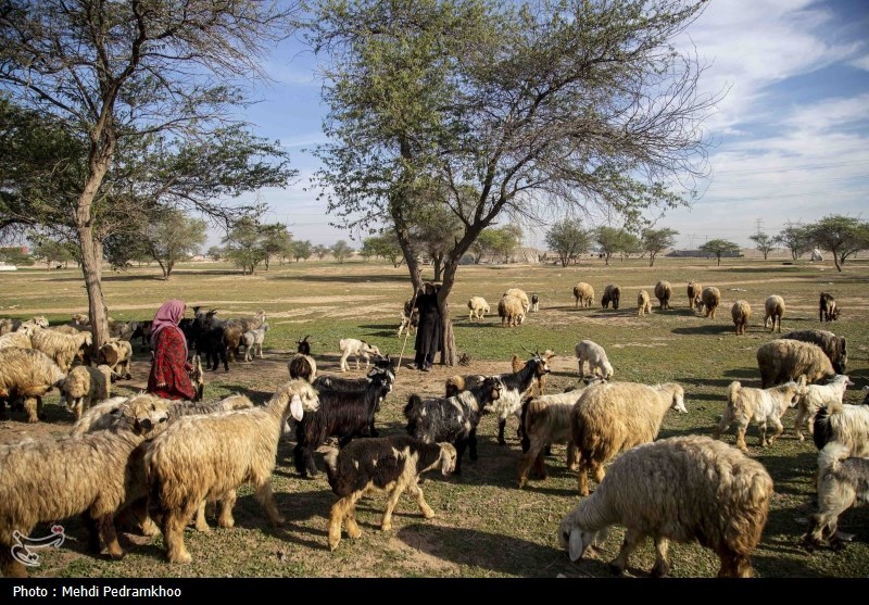 واکسیناسیون دام های عشایری -اهواز