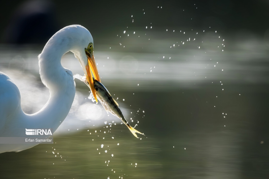 شکارچیان تالاب