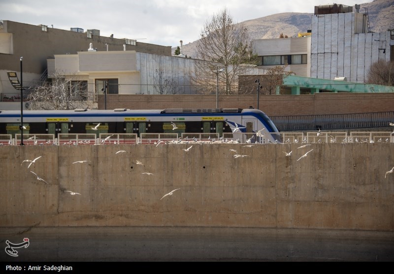 مرغان کاکایی در نهر اعظم شیراز