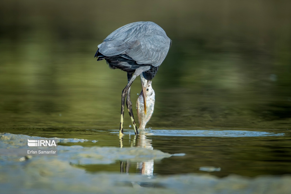 شکارچیان تالاب