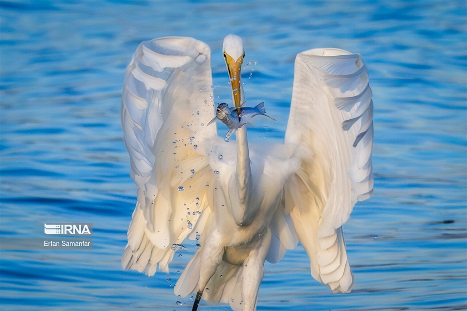 شکارچیان تالاب