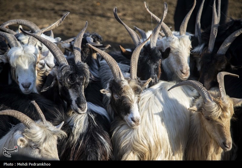 واکسیناسیون دام های عشایری -اهواز