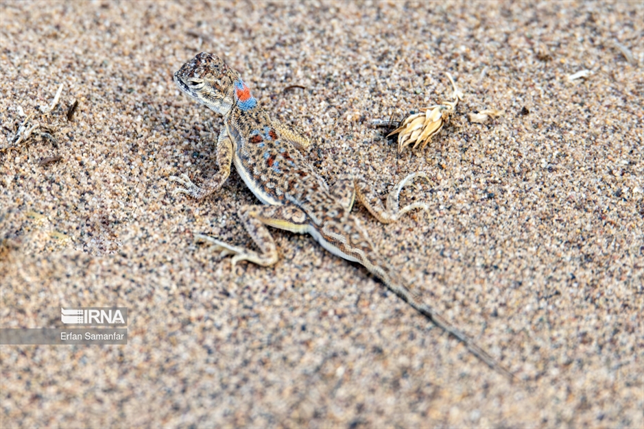 پناهگاه حیات وحش نایبندان