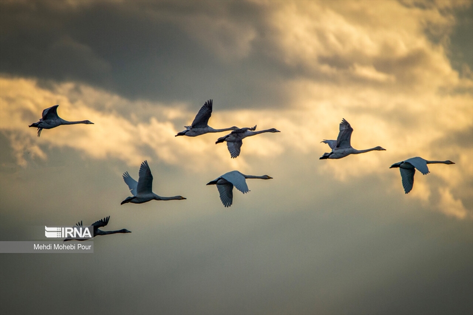 قوهای مهاجر در تالاب سرخ رود