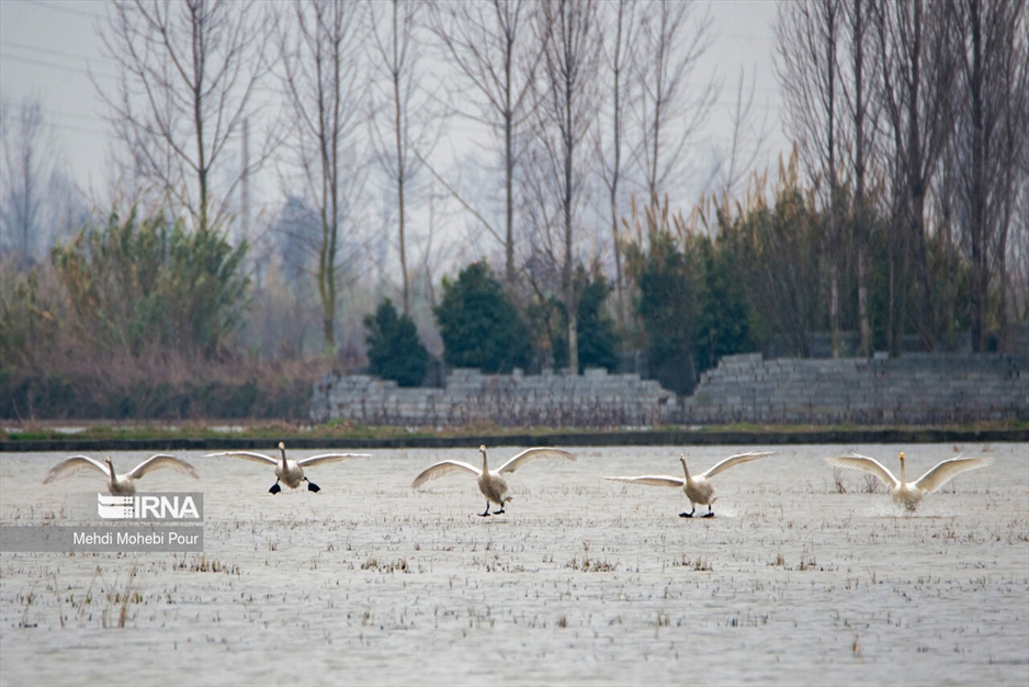 قوهای مهاجر در تالاب سرخ رود