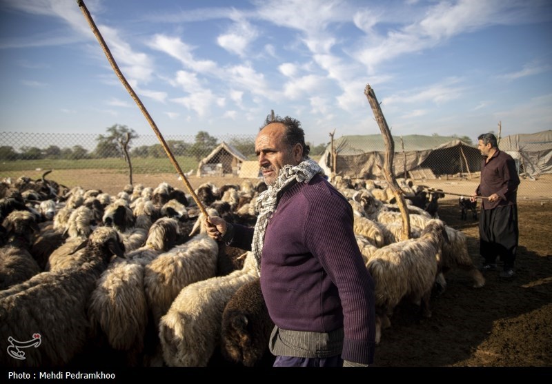 واکسیناسیون دام های عشایری -اهواز