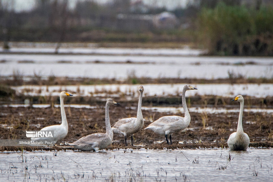 قوهای مهاجر در تالاب سرخ رود