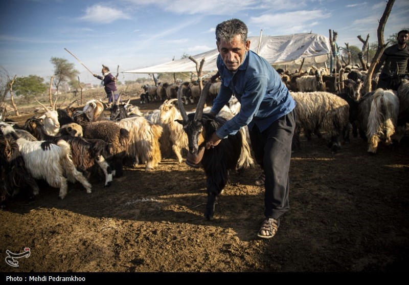 واکسیناسیون دام های عشایری -اهواز