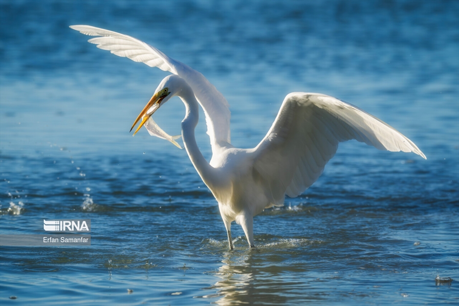 شکارچیان تالاب