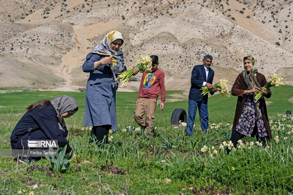 نذر گل نرگس