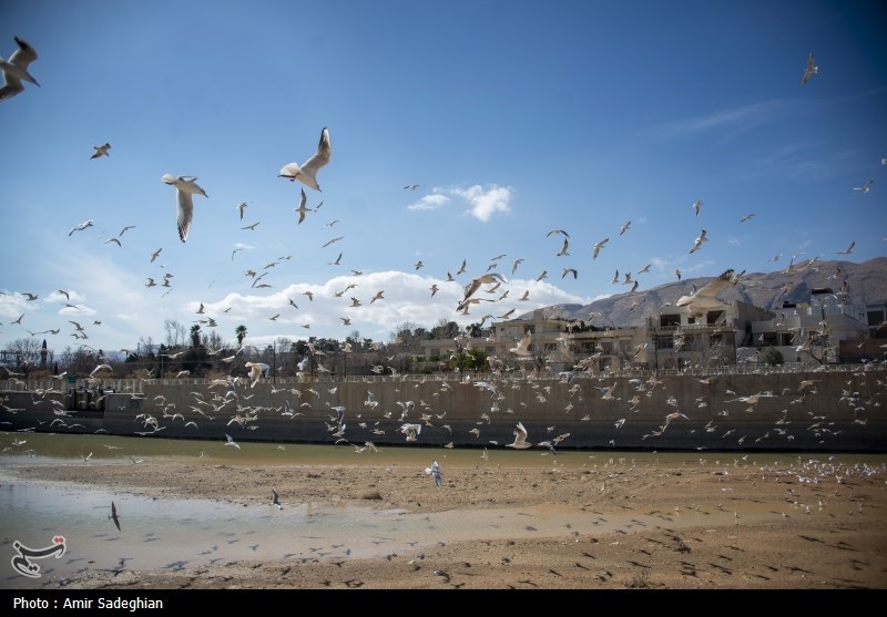 مرغان کاکایی در نهر اعظم شیراز