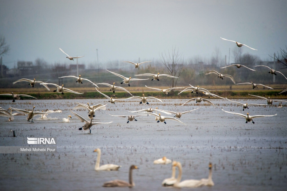 قوهای مهاجر در تالاب سرخ رود