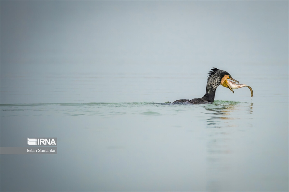 شکارچیان تالاب