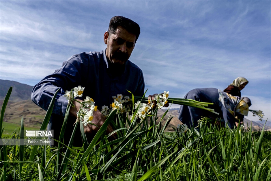 نذر گل نرگس