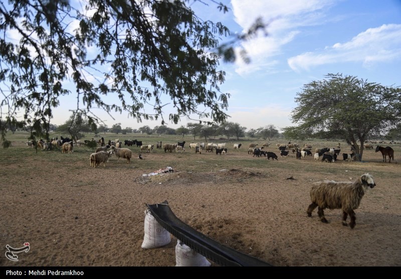 واکسیناسیون دام های عشایری -اهواز