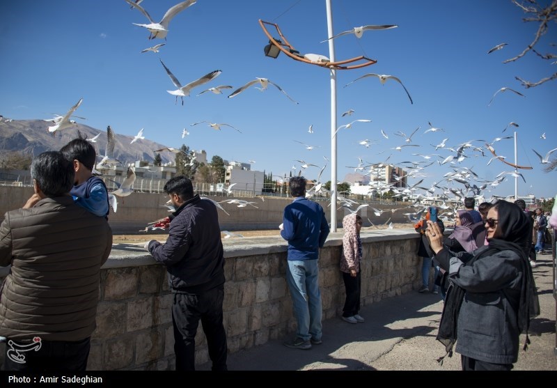 مرغان کاکایی در نهر اعظم شیراز