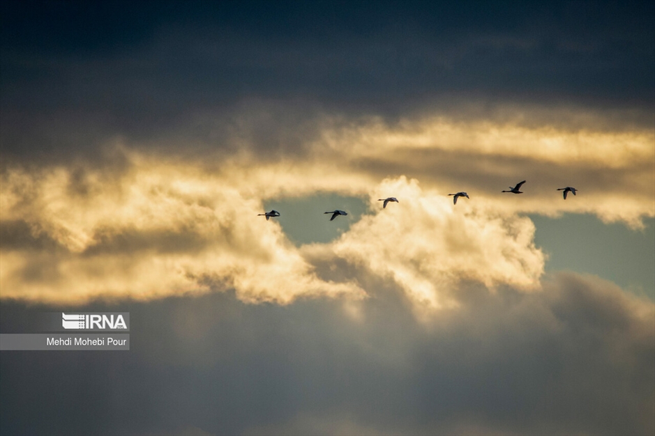 قوهای مهاجر در تالاب سرخ رود