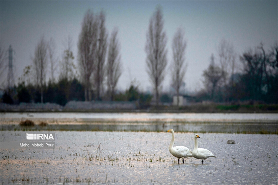 قوهای مهاجر در تالاب سرخ رود