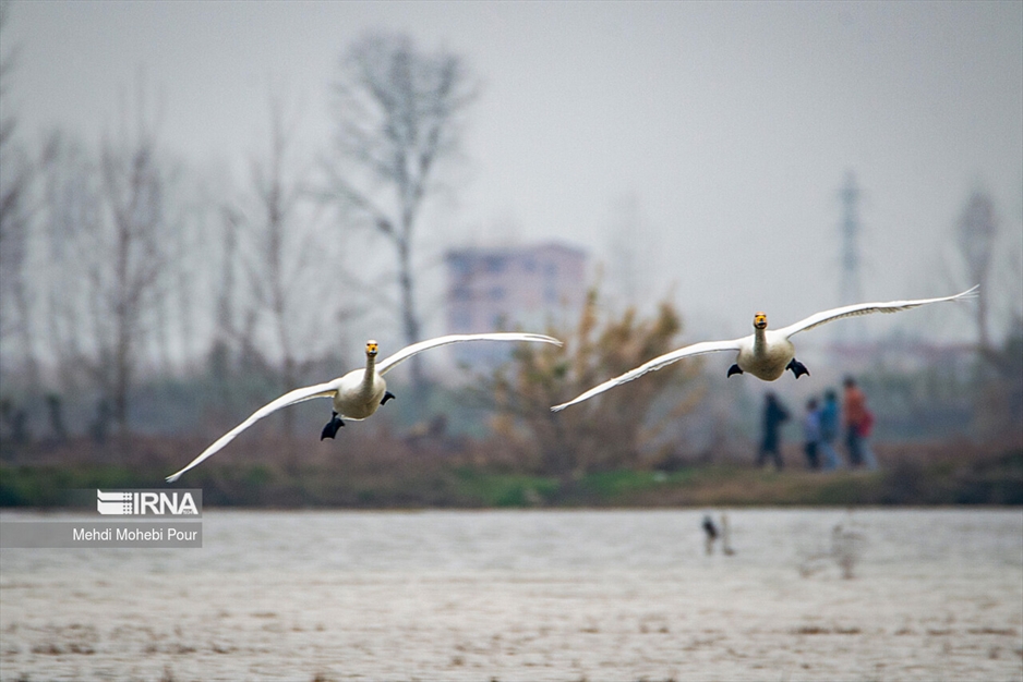 قوهای مهاجر در تالاب سرخ رود