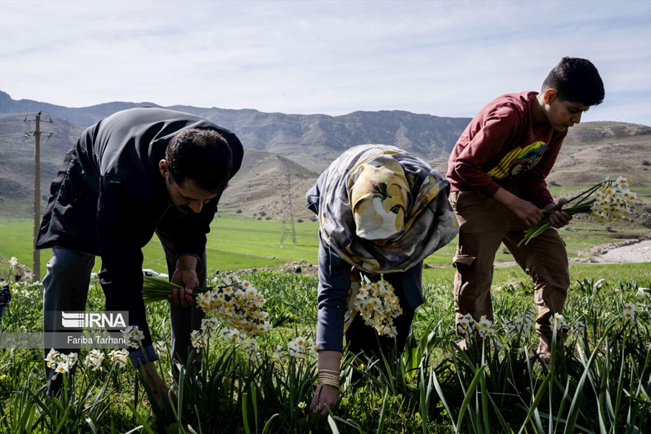 نذر گل نرگس