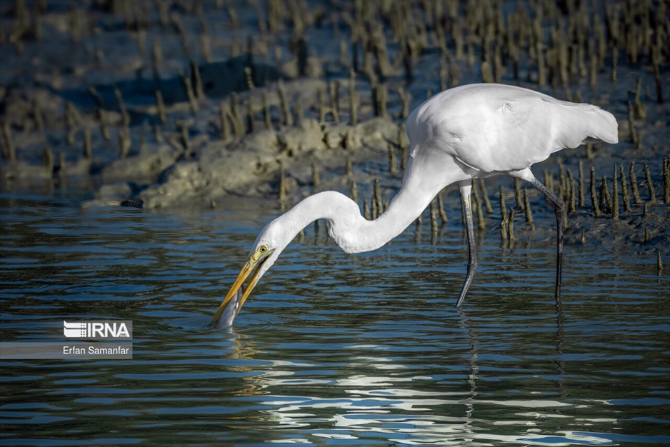 شکارچیان تالاب