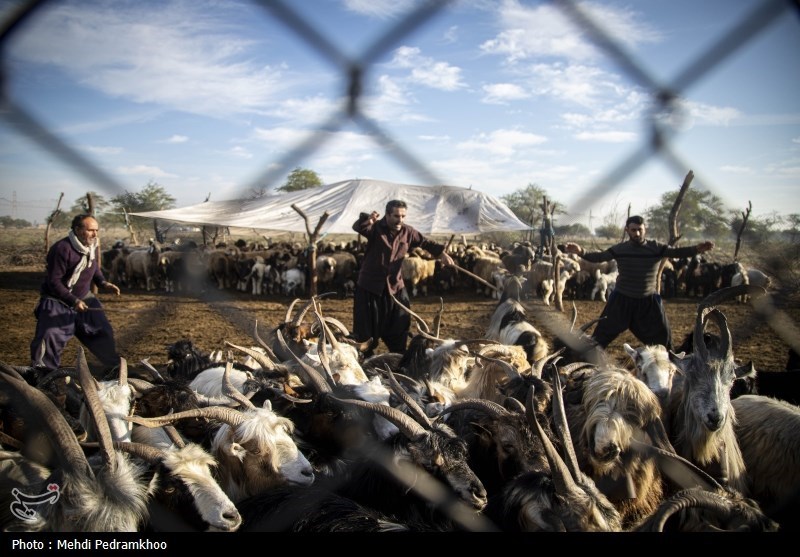 واکسیناسیون دام های عشایری -اهواز